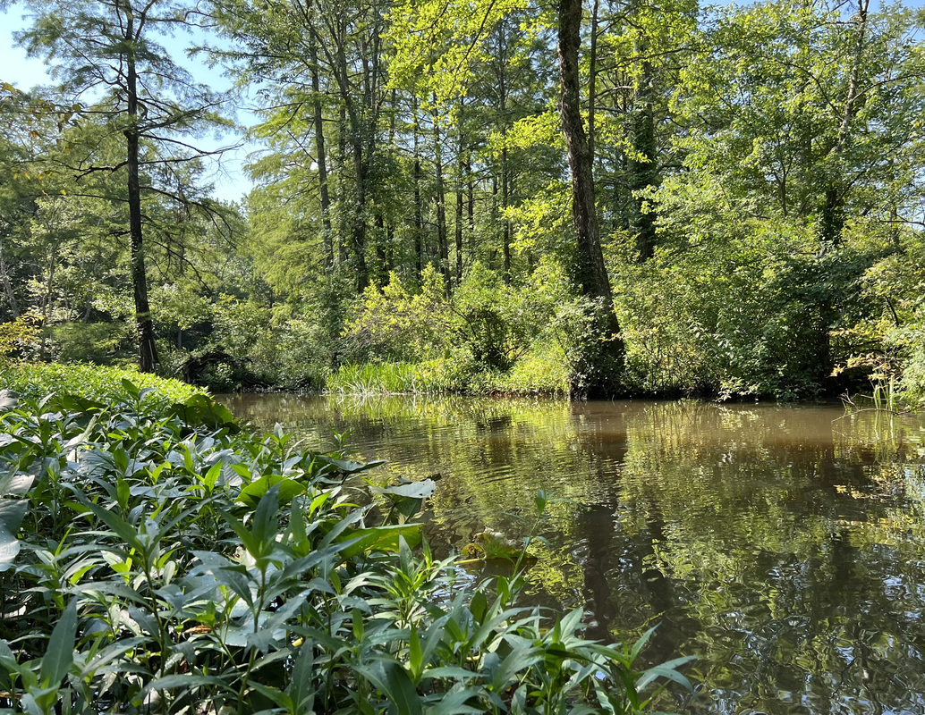 A quiet river surrounded by lush vegetation